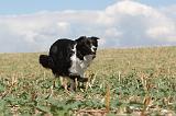 BORDER COLLIE 065